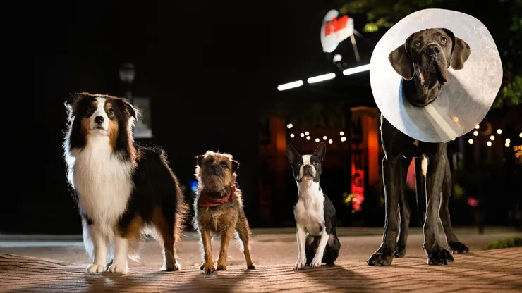 Will Ferrell, Jamie Foxx, Isla Fisher and Randall Park in Strays.