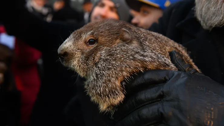 Groundhog handler AJ Derume holds Punxsutawney Phil in 2022.