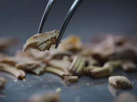 Netflix's Secrets of the Neanderthals reaches Top 6 worldwide