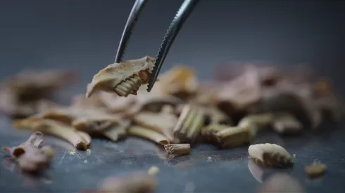 Netflix's Secrets of the Neanderthals.