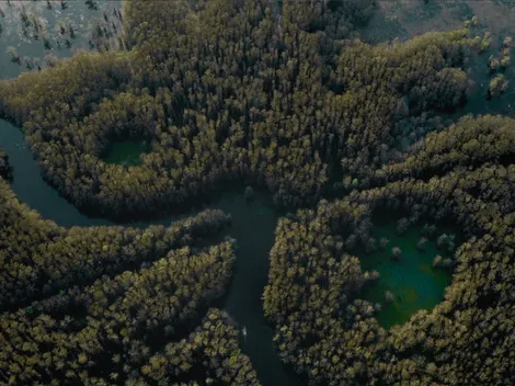 Dylan O'Brien new movie: Where is the real Caddo Lake located?