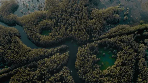 The representation of the lake in the film Caddo Lake.