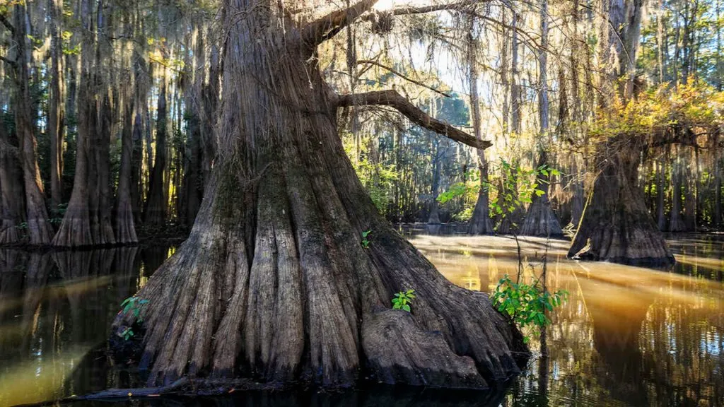 Caddo Lake State Park (Source: Westend61)
