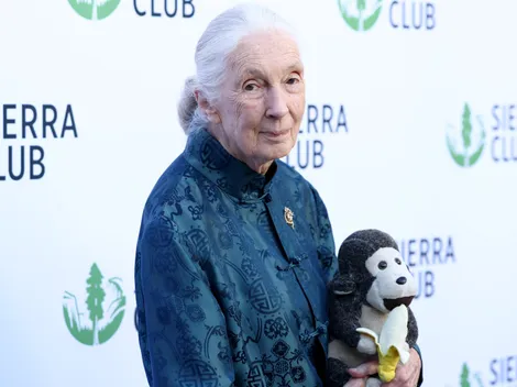 The Essential Library of Dr. Jane Goodall: Her Most Impactful Books and Works