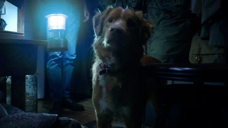 Indy in Good Boy.