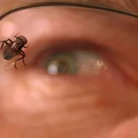 ‘Breaking Bad’ Turns 18: Why the ‘Fly’ Episode Still Divides Fans Today